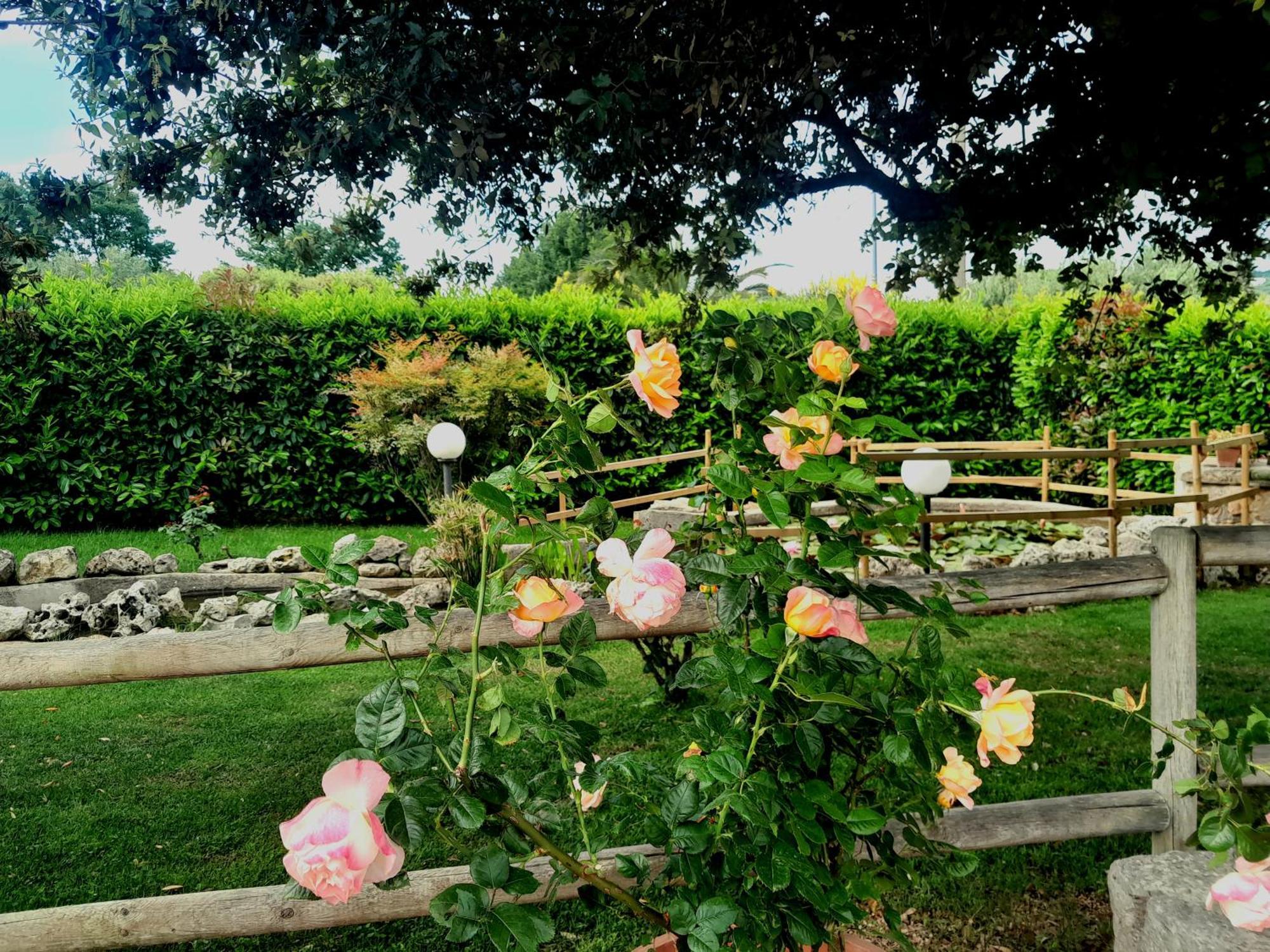 アルベロベッロ ラ ロサ デイ トゥルッリ B＆B Bed & Breakfast エクステリア 写真